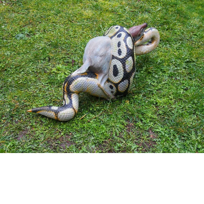 Natur Foam Python mit Schwarzrückenducker