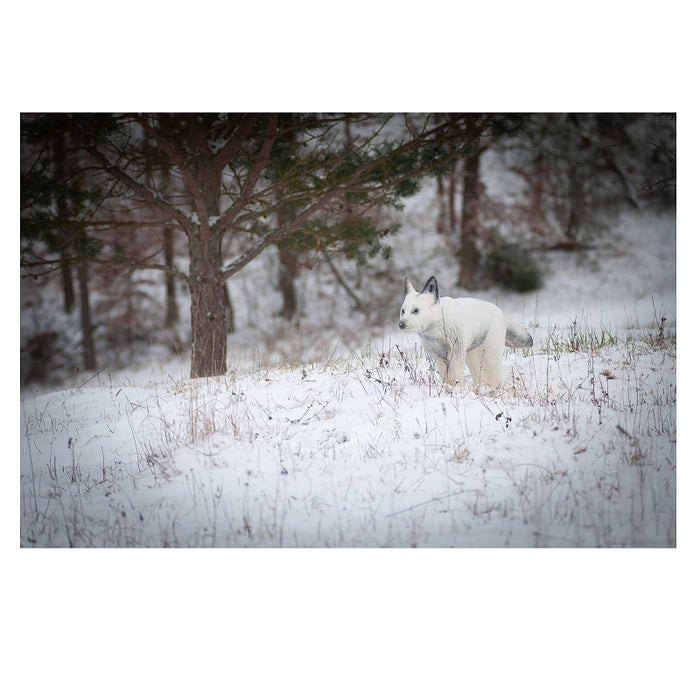 Center Point Polarfuchs