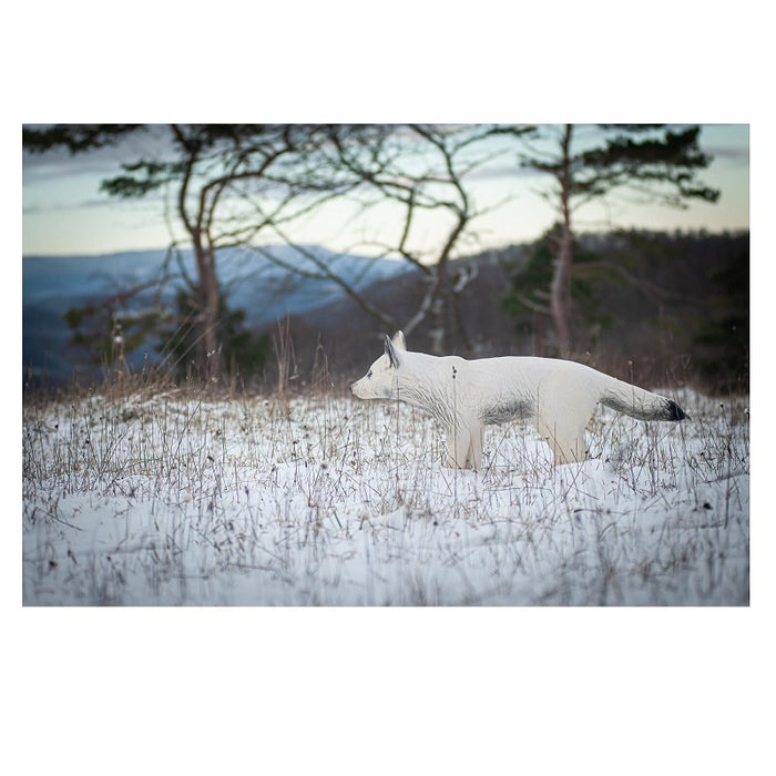 Center Point Polarfuchs