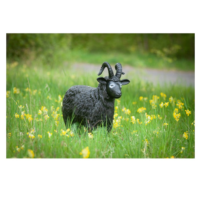 Center Point Schafbock